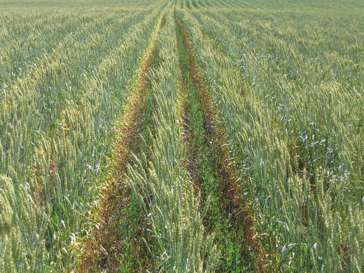 CropProCory's tweet photo. #alfalfa establishment #interrow for maximum growth on 4 fields (alfalfa/crop seeded same day). First two with oats, second two with wheat. This is the maximum growth achieved at various growth stages. You will not achieve this with later seeding of the alfalfa or solid seeding https://t.co/rOF7n25KY9