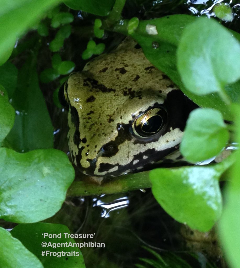 LuckyFrogLog's tweet photo. #HighFourAmphibians! It’s #FrogFriday & us #frogs’d like to add the fab @puddleplants -fine purveyors of #pondplants- to this list of online #gardenplants suppliers by @GWmag! Give them a big boost+browse https://t.co/SCZCk9aLaN Become a #FrogCollaborator=> #makeponds💚🐸💦🌱 1/3 https://t.co/VMrPXgZ5Lr