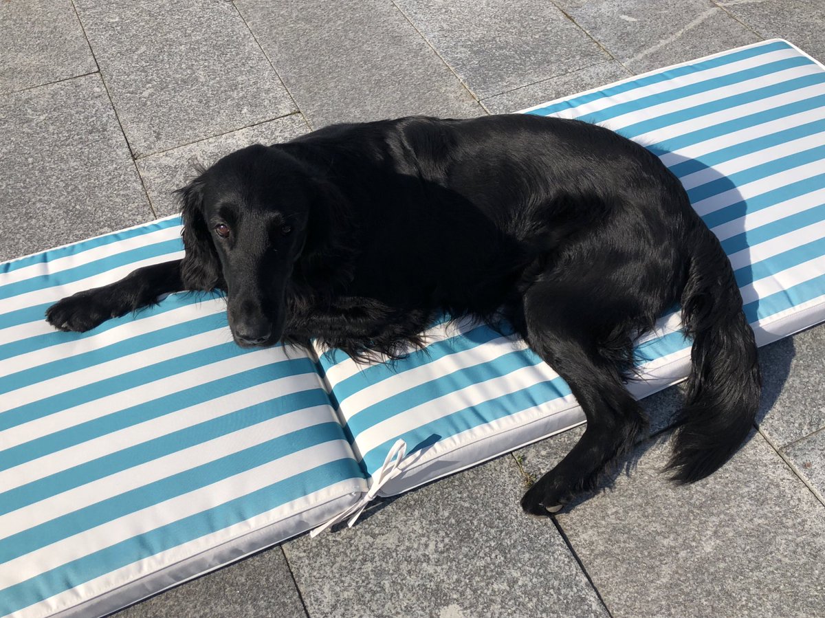 Nala_Sandia's tweet photo. Nice place in the sun. And thanks for the comfortable cushion https://t.co/xnSkYAm4s9