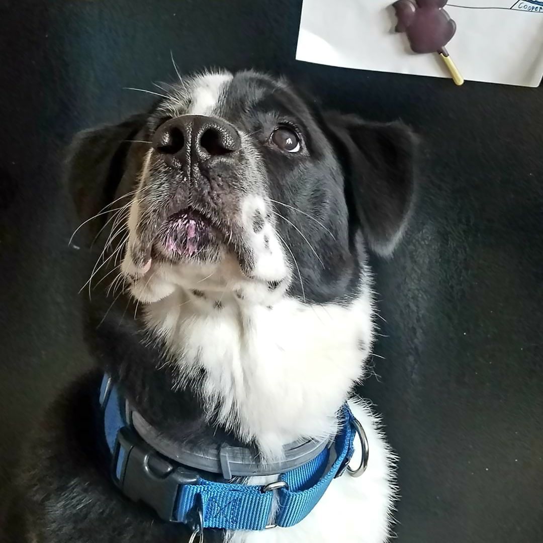 cari_r_85's tweet photo. My pup had a belly ache so his vet recommended some Pepto. And as always he's staying flea and tick free with his Serestro collar.  #influenster #puppylove #Labernard #coopercharles #pepto #Serestro  #PuppyLove https://t.co/vQbhuXt0go https://t.co/CbsFWPwa50