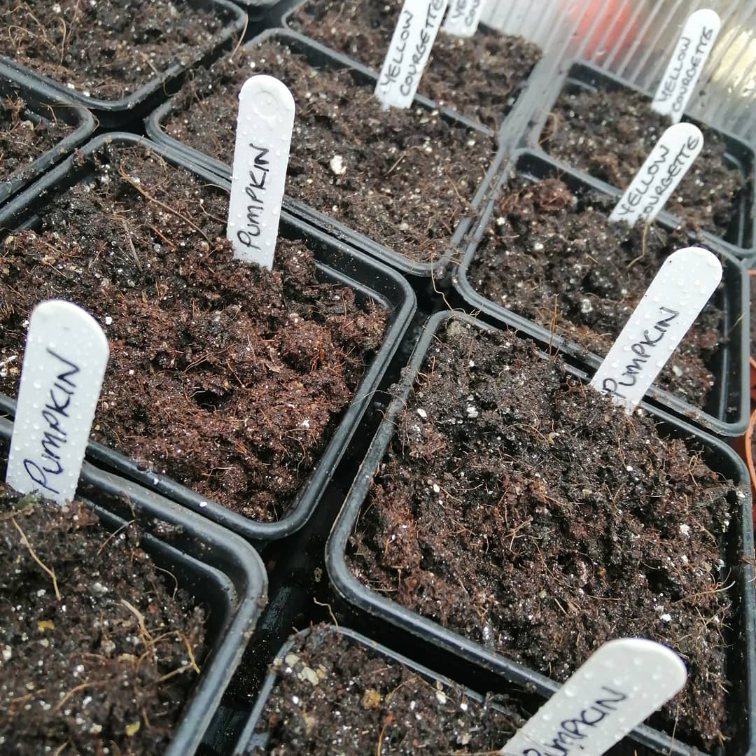ngsgardenhook's tweet photo. Another seed sowing afternoon moved all the seedlings from my coldframe outside down to the raised beds (they've been well weathered with cold frame lid open day & night for a few weeks now)
More room for more pots of #veg #leeks #picklingonions #rocket #pumpkins #yellowcourgette https://t.co/GsaBrqooEq