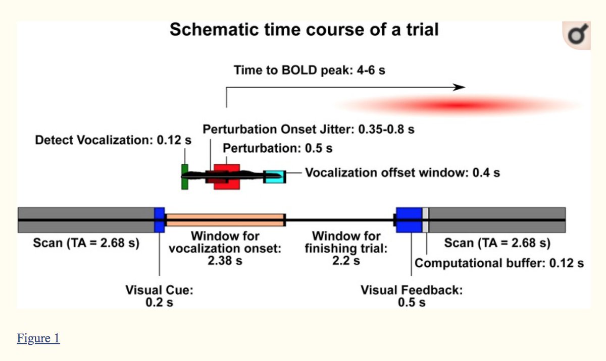 (11/11) ...its low sample size, and the study’s inability to replicate behavioral results from previous studies . To read more, please see:  https://www.ncbi.nlm.nih.gov/pmc/articles/PMC7053555/ #FluencyFriday  #stuttering  #science  #neuroscience  #attention  #stammering