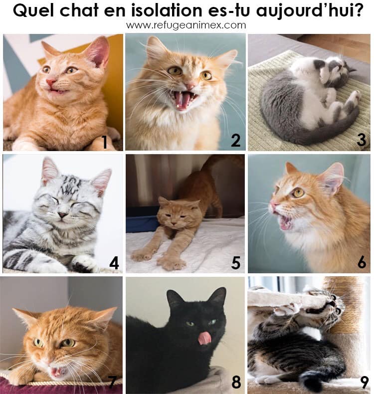 Refuge Animex En Twitter C Est Chatdredi Et Si On Jouait A Un Jeu Quel Chat En Isolation Es Tu Aujourd Hui Donne Nous Ta Reponse En Commentaire Et Surtout Ne Pas Oublier Que Chat