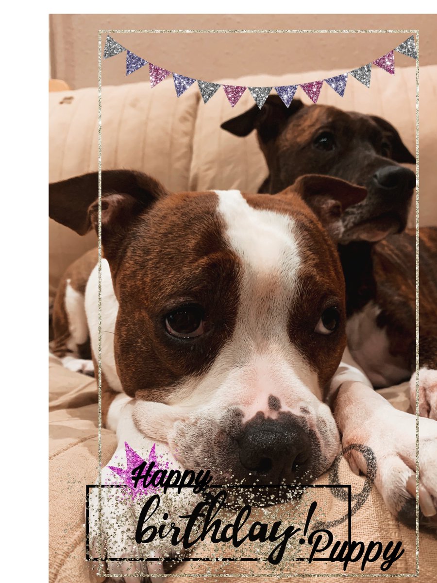 MemesyPeludos's tweet photo. 9 añitos de la 👑!! #puppylove #dracolove https://t.co/2YfK20Chz0