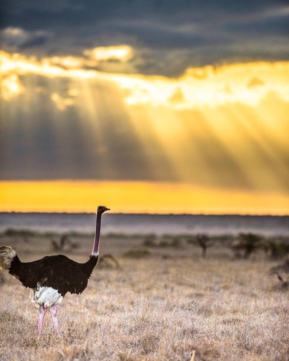MugieConserve's tweet photo. #DidYouKnow: Ostriches are the fast runners of any birds or other two-legged animal and can sprint at over 70 km/hr, covering up to 5m in a single stride!

#ostrich #ostrichfact #birdwatching #bird #birdfacts #birds #birdlife #birding #birdwatcher #Ornithology #birdphotography https://t.co/2A8tYwgkj1