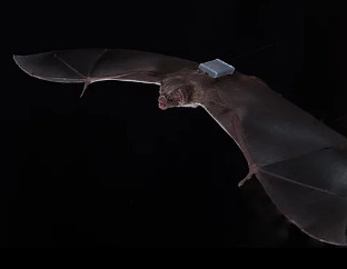 CACMmag's tweet image. #Researchers have developed #wireless network technology that enables the #tracking of small animals such as a bat by attaching a tiny #backpack to each with glue. bit.ly/2JBd8sH