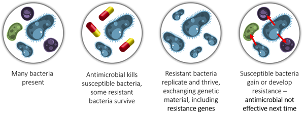 Antimicrobial resistance (or  #AMR) occurs when microbes are exposed to an antibiotic (or antifungal) that harms or kills them; microbes mutate or acquire DNA that allows them to survive future antibiotic exposures. (2/12)