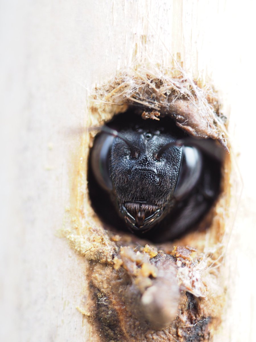 Cocoapiyo タイワンタケクマバチが顔を出す タイワンタケクマバチ クマバチ ハチ 蜂 ハチの巣 蜂の巣 竹