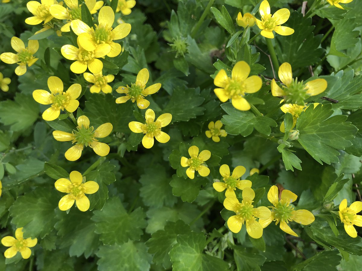 Yoko در توییتر ここ数日で 草が 植えた植物以上にグンと伸び 花も咲かせ 野草研究家が喜びそうな庭になっています 黄色はキツネのボタン ウマノアシガタ 実は有毒 雑草と言われてもどれも可愛い花を咲かせています グランドカバーという事にしておこうか Yoko در توییتر ここ数日で 草が 植えた植物以上にグンと伸び 花も咲かせ 野草研究家が喜びそうな庭になっています 黄色はキツネのボタン ウマノアシガタ 実は有毒 雑草と言われてもどれも可愛い花を咲かせています グランドカバーという事にしておこうか