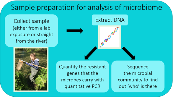 THIS is what my research focuses on, working with freshwater fish & shrimp (Gammarus pulex). I’ve analysed the microbiomes (i.e., all the bacteria) in these organisms from field experiments & lab exposures. See the picture below for more info on how I process samples! (9/12)