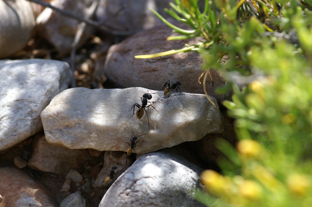 SciBraai's tweet photo. [FRESH on @Scibraai} #Self-isolation lessons from the ant world and how they fight disease. By Dr David Phair of @stellenboschuni @sciencesun #covid19 #coronavirus #sascience #antresearch #socialisolation #infectiousdiseases #virus… https://t.co/TVq305nQmT https://t.co/yxH7KbgbSj