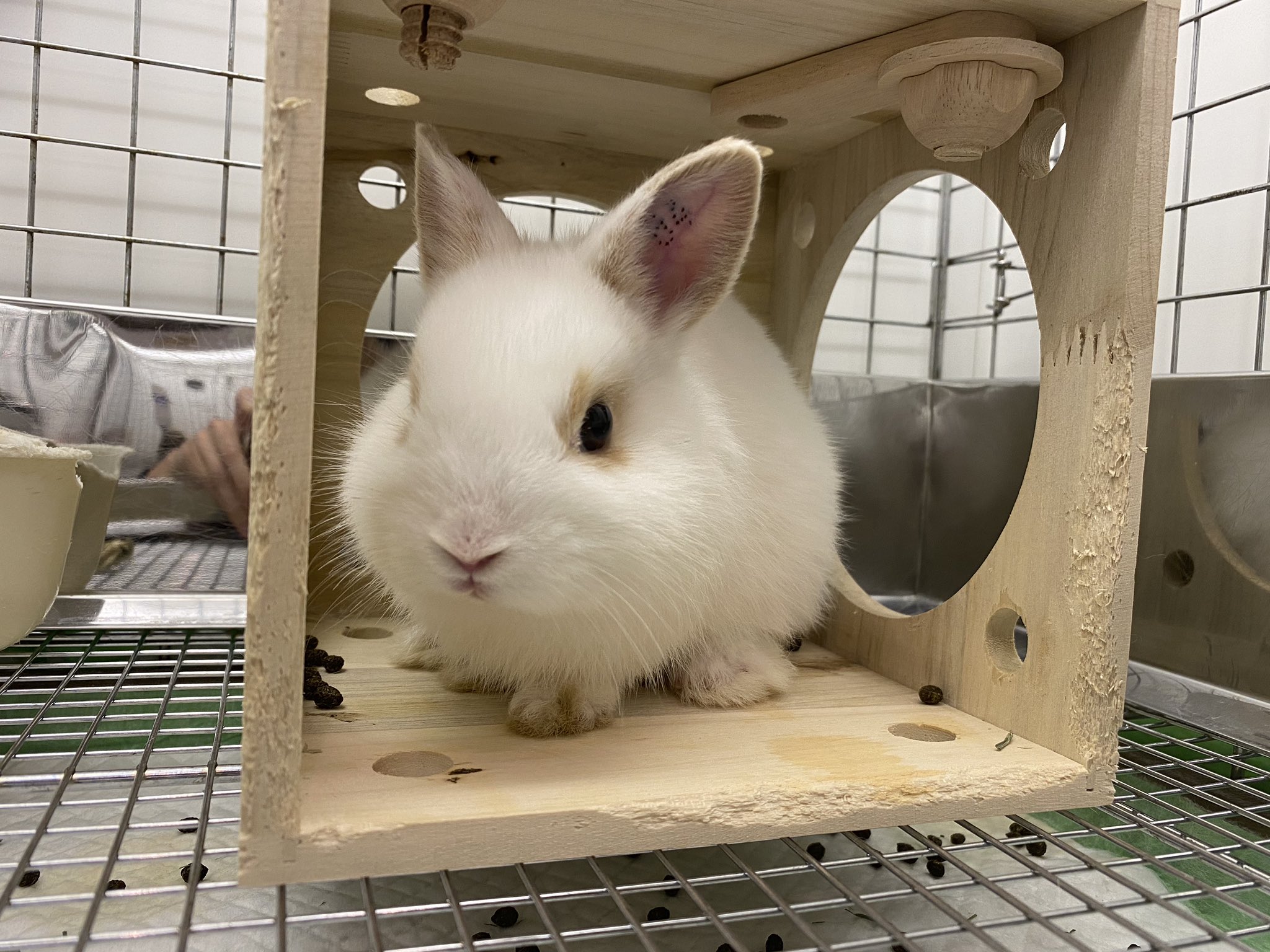うさぎのしっぽ横浜店 おチビさんデビューしています うさぎのしっぽ横浜店 ネザーランドドワーフ ブロークンオレンジ たち耳 かわいい T Co Gfowx5osxv Twitter