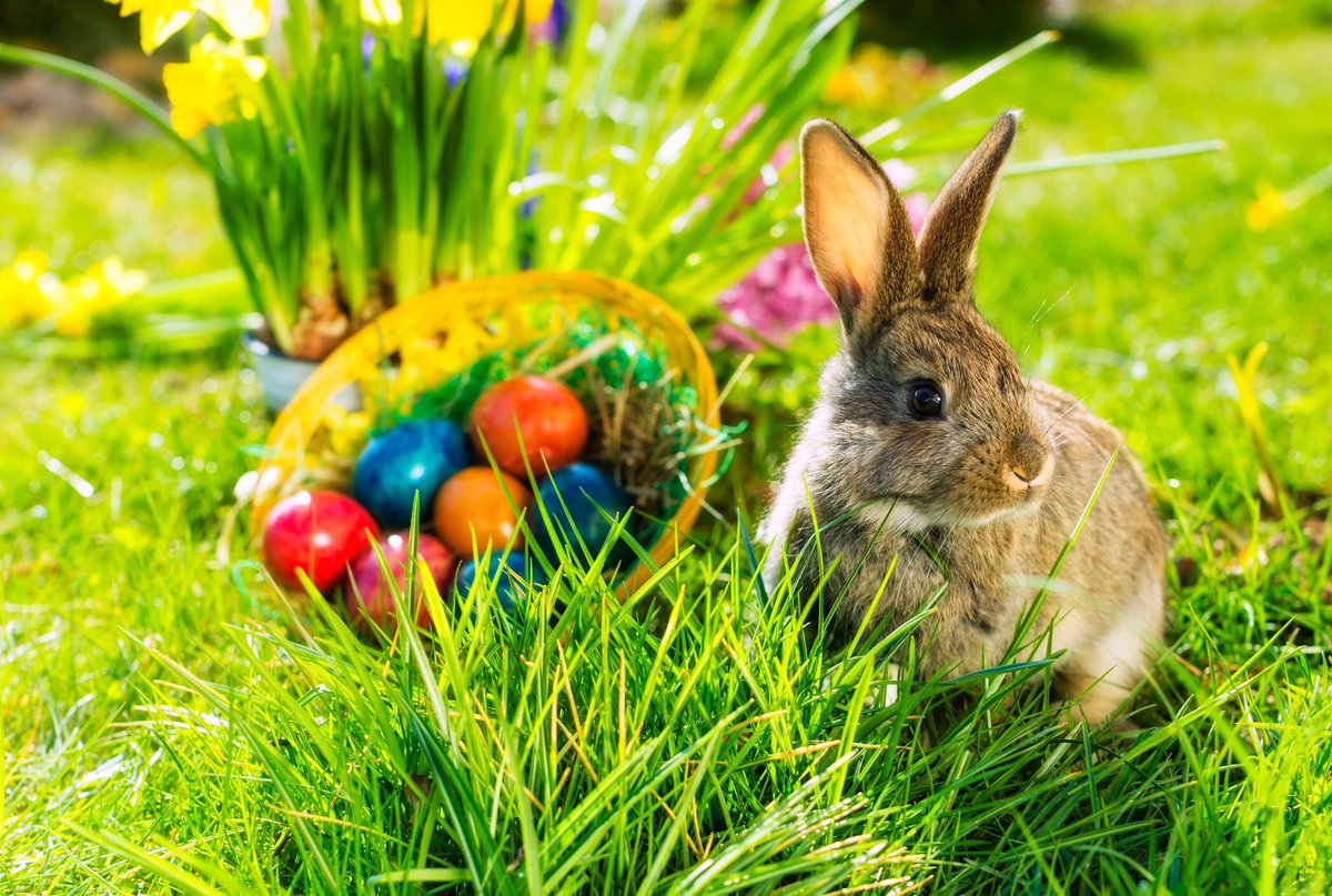 STAClassBirch's tweet photo. Happy first day of the ‘Easter holidays’! Whilst this time might feel a little different to normal, we hope you still have lots of fun and spend some special time with your family ♥️ Eat lots of chocolate too, of course! Stay safe everyone, we’re thinking of you 🌈 #teamstannes https://t.co/ojtAckM77z