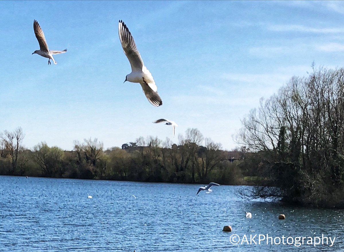 Flying high over Leybourne Lakes
:
 #nature #naturephotography #naturelovers #bbcwildlife #bbcwildlifemagazine #spring #ak__photography_ #kentphotography #birds #birdphotography #bird #bird_illife #birdwatching #birdlife #bird_watchers_daily #birdlover #birds_adored #birds_adored