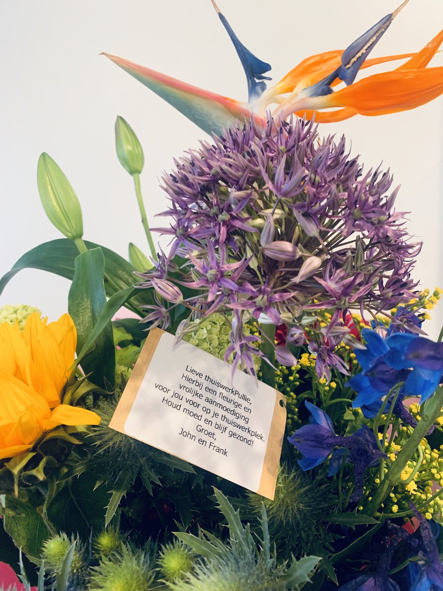 Waar we normaal met het hele team tussen minimaal 50 kantoorplanten werken, zitten we nu allemaal in onze 'home-office'. Daarom hebben we onze thuiswerkpullies verrast met een vrolijk boeket om dat thuiswerkplekje op te fleuren!