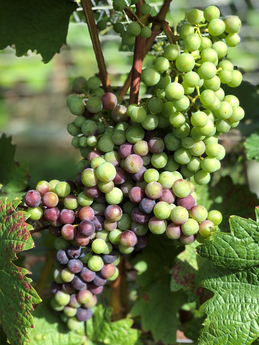 While we are closed, we are encouraging everyone to #supportoursuppliers, mostly local, independent businesses like us.

<a href="/ChetVineyard/">Chet Valley Vineyard</a> make the delicious Skylark sparkling wine, as well as a range of whites, roses and reds.

bit.ly/2UD9Rzi - free delivery on &gt;6 bottles