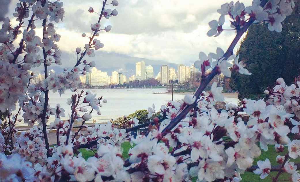 Oshunsprite's tweet image. between me
and the grey sky—
cherry blossoms

Vicki McCullough
Vancouver, BC       
#haiku #joyofspring