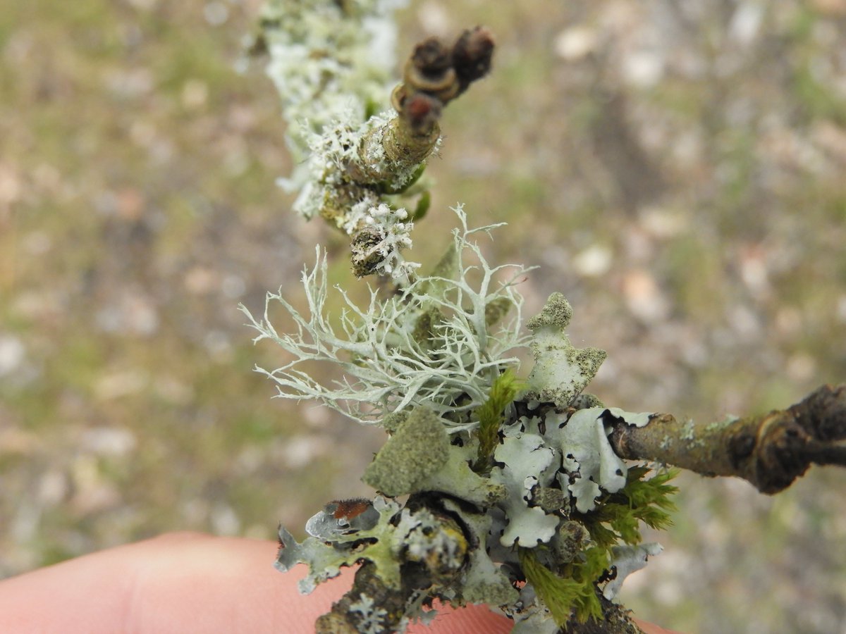 Sticking with foliose lichens, I think the first of these 4 photos shows Hypotrachyna revoluta, the second Parmelia sulcata, the third perhaps Flavoparmelia caperata and the fourth might be Ramalina farinacea.