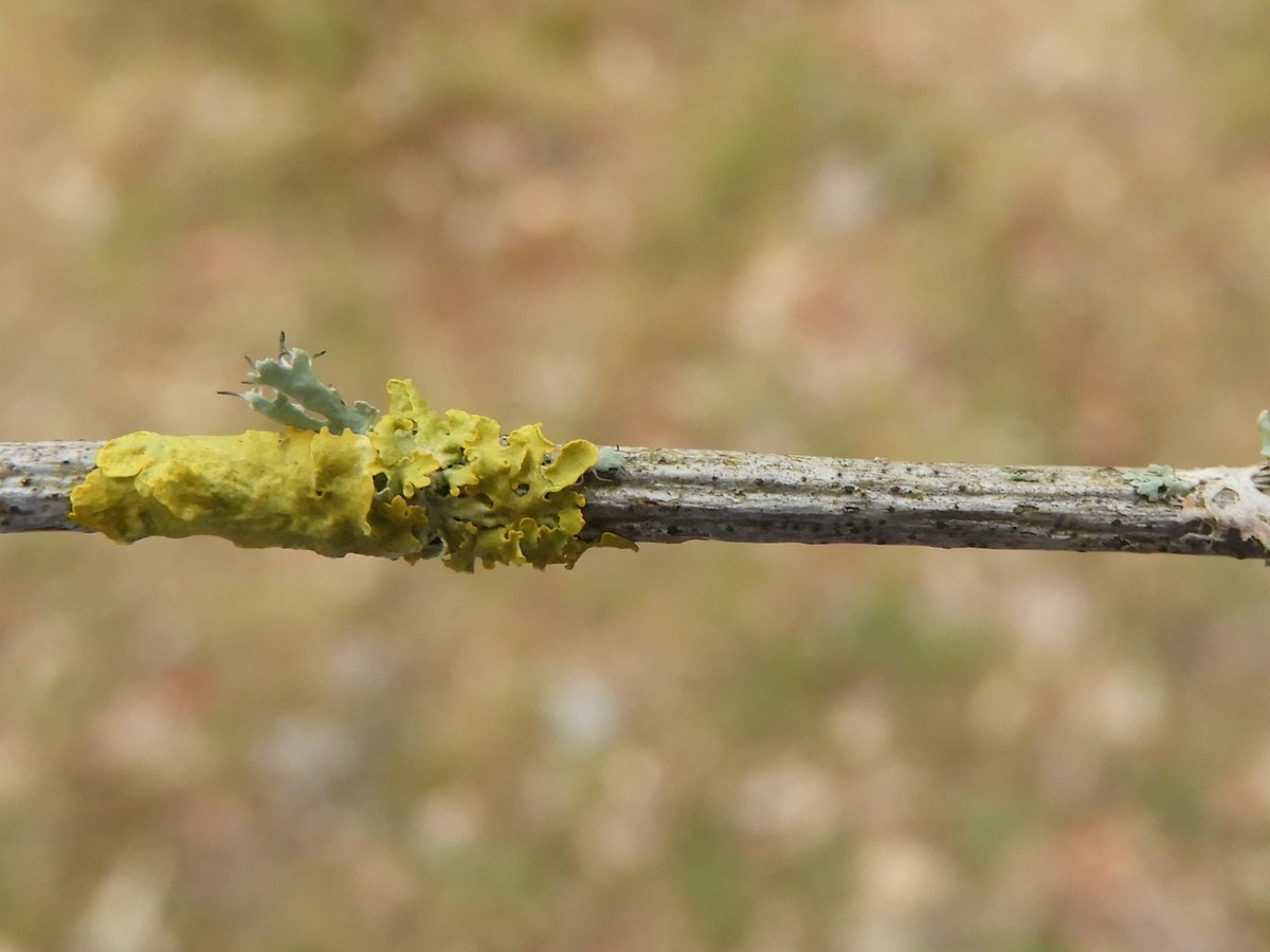 This photo shows Xanthoria parietina on the left (with a lobe of Physcia tenella), and a tiny lichen or fungus on the twig to the right, probably quite a challenge to ID!