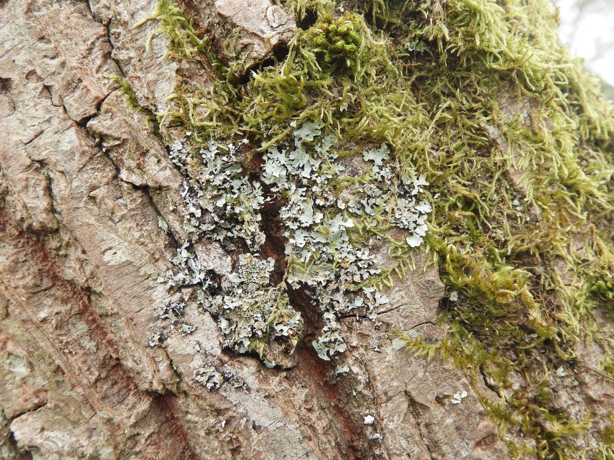 Sticking with foliose lichens, I think the first of these 4 photos shows Hypotrachyna revoluta, the second Parmelia sulcata, the third perhaps Flavoparmelia caperata and the fourth might be Ramalina farinacea.