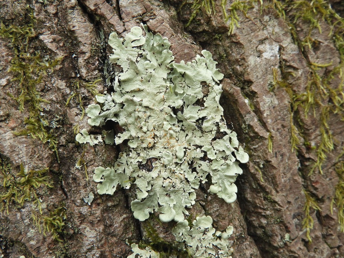 Sticking with foliose lichens, I think the first of these 4 photos shows Hypotrachyna revoluta, the second Parmelia sulcata, the third perhaps Flavoparmelia caperata and the fourth might be Ramalina farinacea.