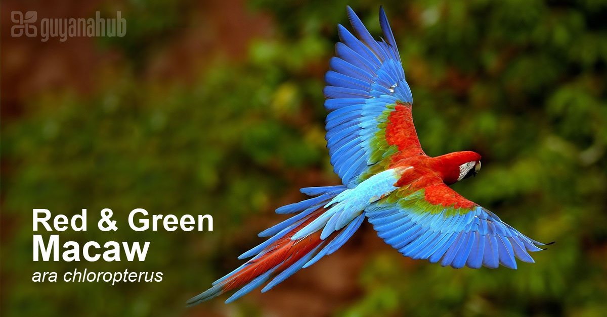 GuyanaHub's tweet photo. The red-and-green macaw (ara chloropterus), also known as the green-winged macaw, is a large, mostly-red macaw with green greater and median wing-coverts. These macaws, usually seen in pairs or small groups, are found in Guyana and other parts of South America. #guyanawildlife https://t.co/R13Y5rNreW
