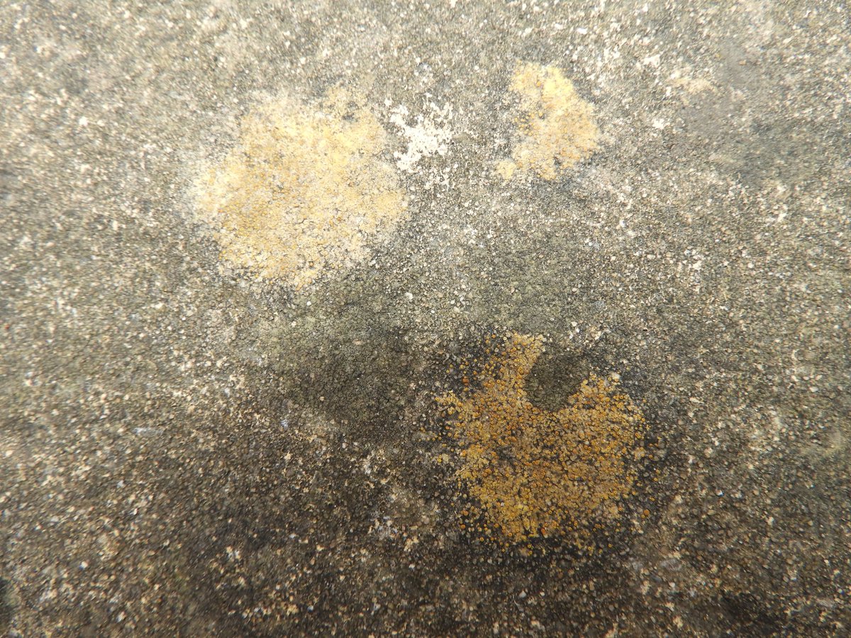 These three photos all show Caloplaca, with possibly two species involved. The first two photos seem to resemble C. dalmatica due to colouration of the thallus and the more developed apothecia are convex. Meanwhile, the third photo might show C. holocarpa agg. - C. oasis?