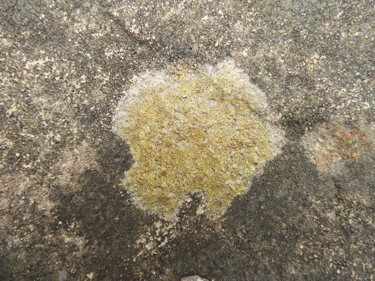 These three photos all show Caloplaca, with possibly two species involved. The first two photos seem to resemble C. dalmatica due to colouration of the thallus and the more developed apothecia are convex. Meanwhile, the third photo might show C. holocarpa agg. - C. oasis?