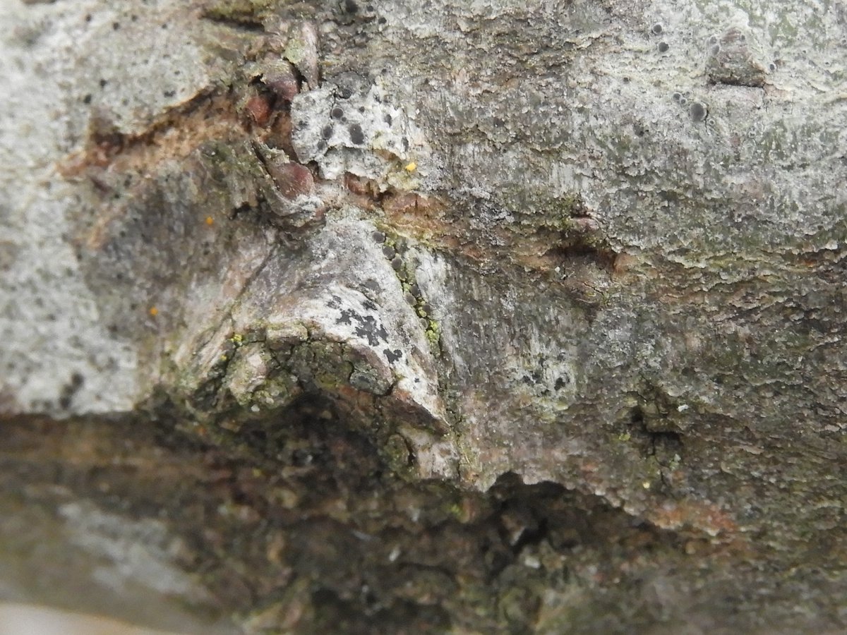 This Arthonia was found on the smooth bark of a goat willow - Arthonia radiata would be the safer suggestion but given the habitat, maybe the rarer A. ilicina would be a possibility.