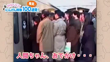 動画 / Video