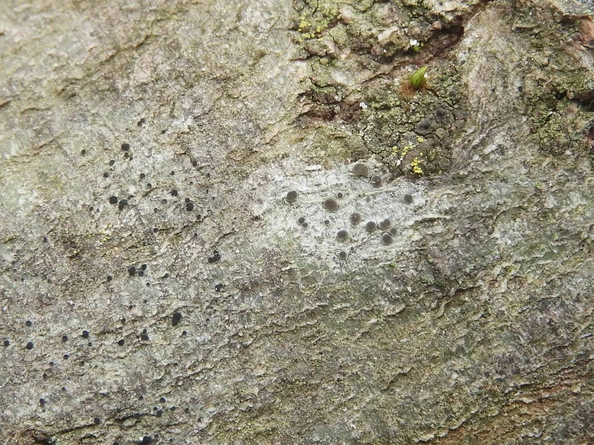 On the same tree were quite a few lecanorine lichens. This first one had very small apothecia which I didn't even notice until I looked at the photo on my laptop. The second one had a colour I haven't seen in Lecanora before: very dull brownish apothecia, w/out prominent margins.