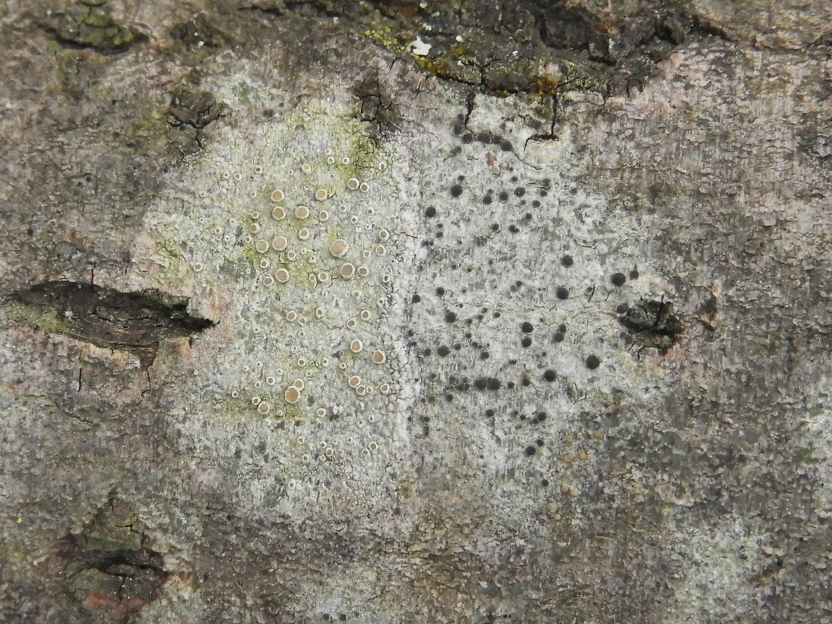 There were two other Lecanora species on the same branch: what I believe to be Lecanora chlarotera and a different species with very dark apothecia. The margins of the latter don't appear to be white or prominent enough for L. argentata, but I may be wrong.