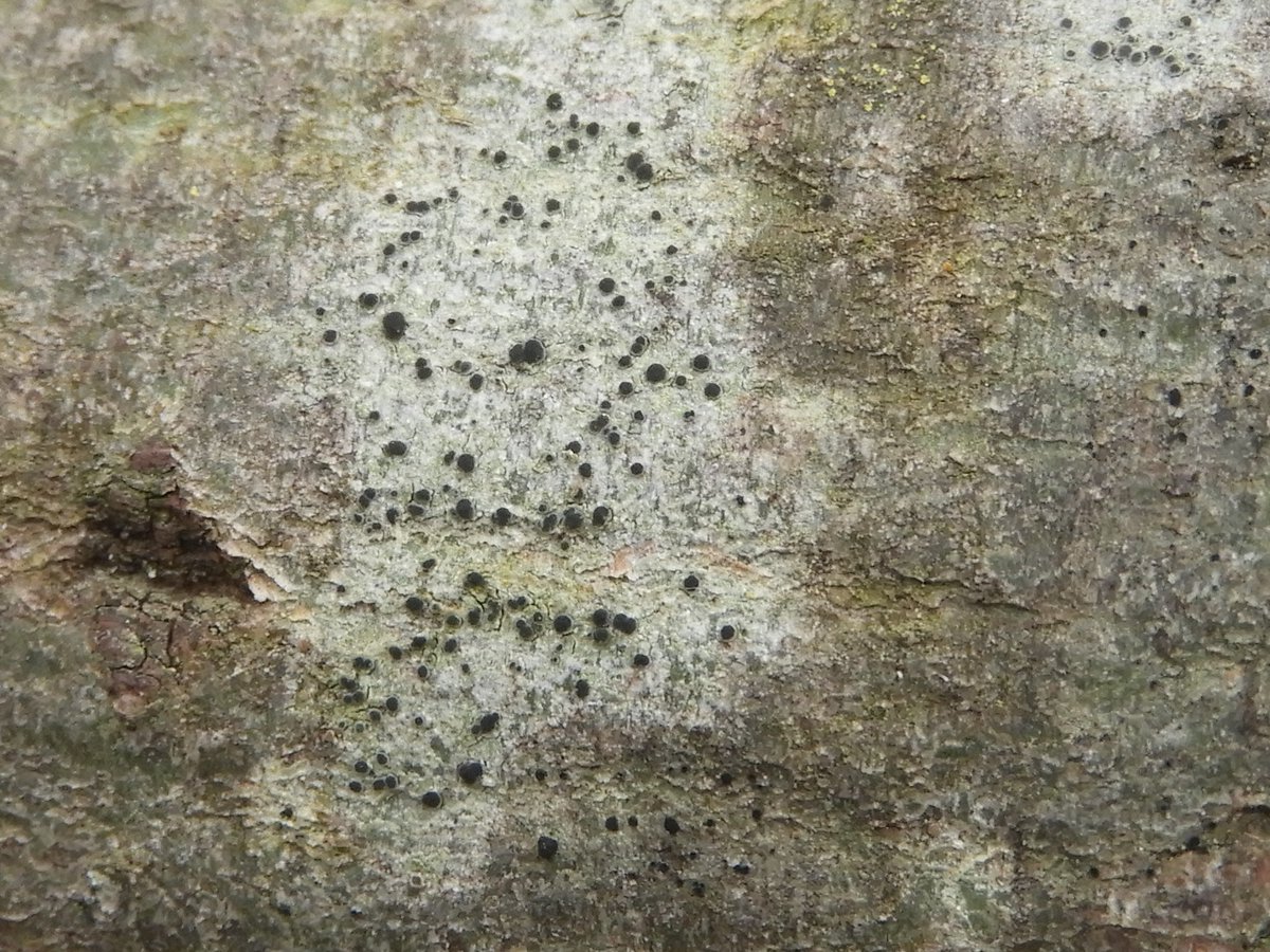There were two other Lecanora species on the same branch: what I believe to be Lecanora chlarotera and a different species with very dark apothecia. The margins of the latter don't appear to be white or prominent enough for L. argentata, but I may be wrong.