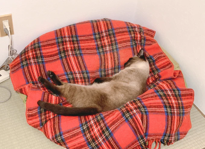 ビヨヨ 