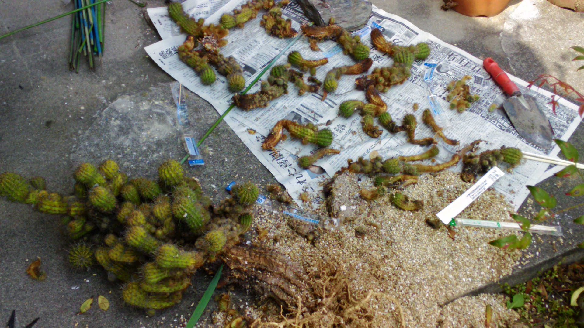 一色美雨季 Sur Twitter 今日は30年物のサボテンを植え替えしました 棘がすごく素手では触れないので 有刺鉄線用の手袋と割り箸を使用 本体下部は木質化してするし 増えすぎた子株がグロテスクで どエライことに T Co Ga4lzgumau Twitter