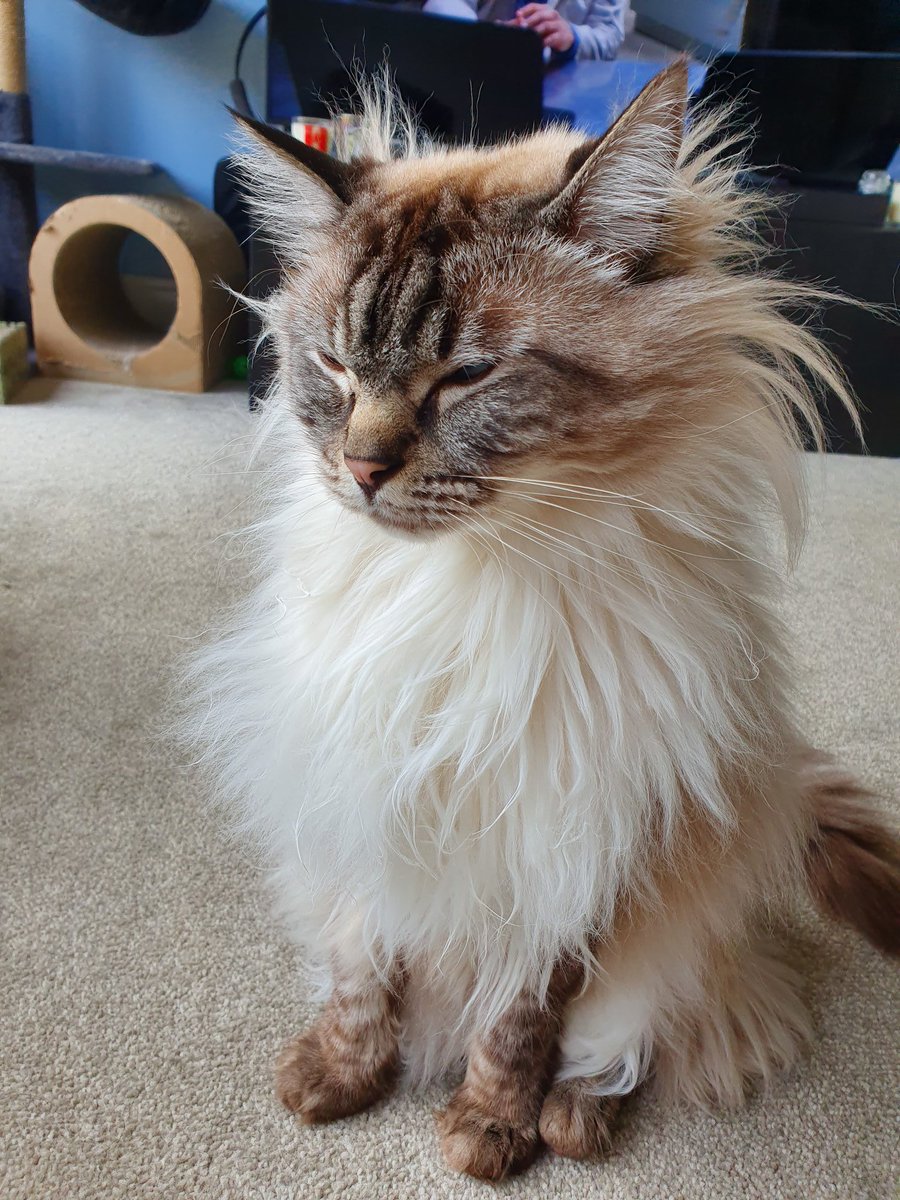 ablemarrow's tweet image. This week has taken its toll on Alf.