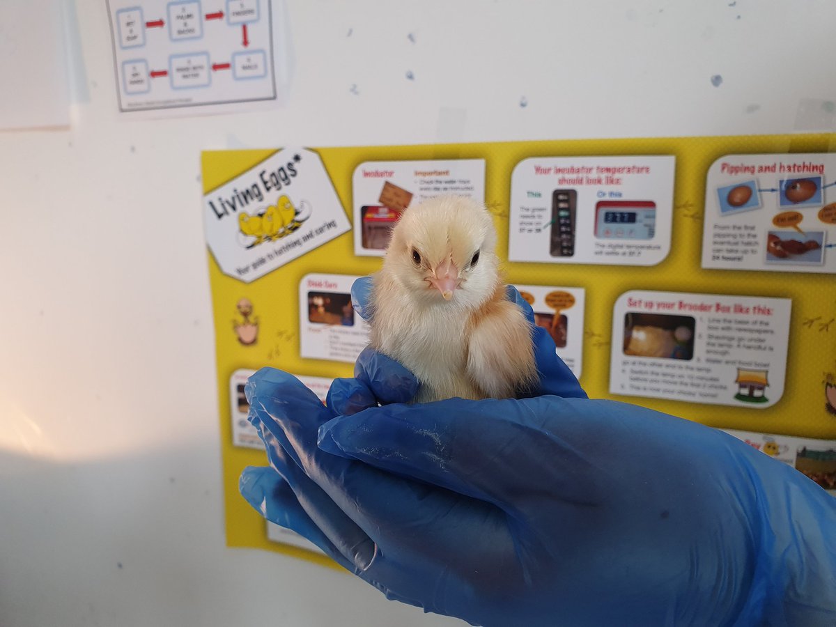 NHC_Merchants's tweet photo. Our little chickies enjoying their new home with lots of extra space for mischief 🐥🐣🐤🐥😍

#OccupationalTherapy #weareNHC #mentalhealth #animaltherapy https://t.co/T0ETPFsCHx