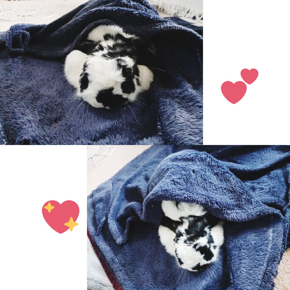 rabbitmoofch's tweet photo. Wraped  Moof
お布団でまったり

#rabbit #bunny #10years #cute #うさぎ #ミニロップ #シニアうさぎ #10歳 https://t.co/DsMk7MOv6M