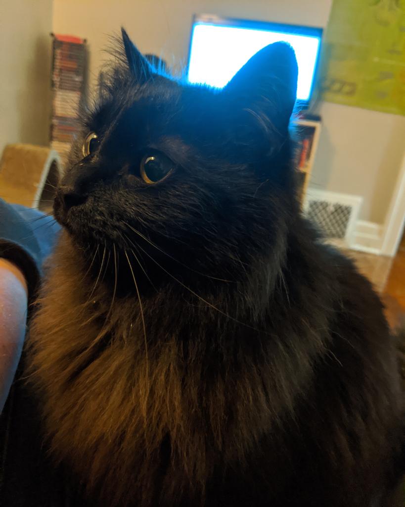 jjmetzger's tweet photo. @WSU_COM Bagheera is our cautious cat. When he gets excited about pets, he'll roll on his back for belly rubs. Being around other cats is important for him. He grooms, snuggles and shadows the other boys all through the house, and cries when he can't find them. #CatsofTwitter #CatsofComm https://t.co/COWhkQnKwX