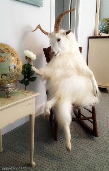 moonkibee's tweet photo. oda sitting in his office after releasing this chapter #OnePiece976 https://t.co/QDWQCAJyyD