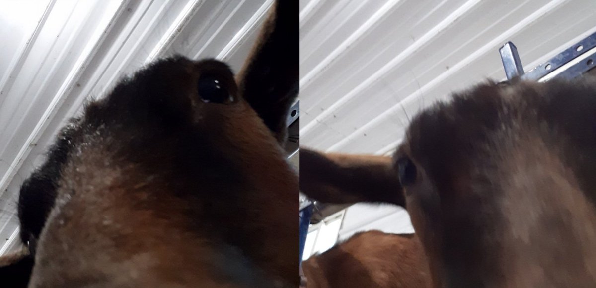 caprinicreamery tweet media