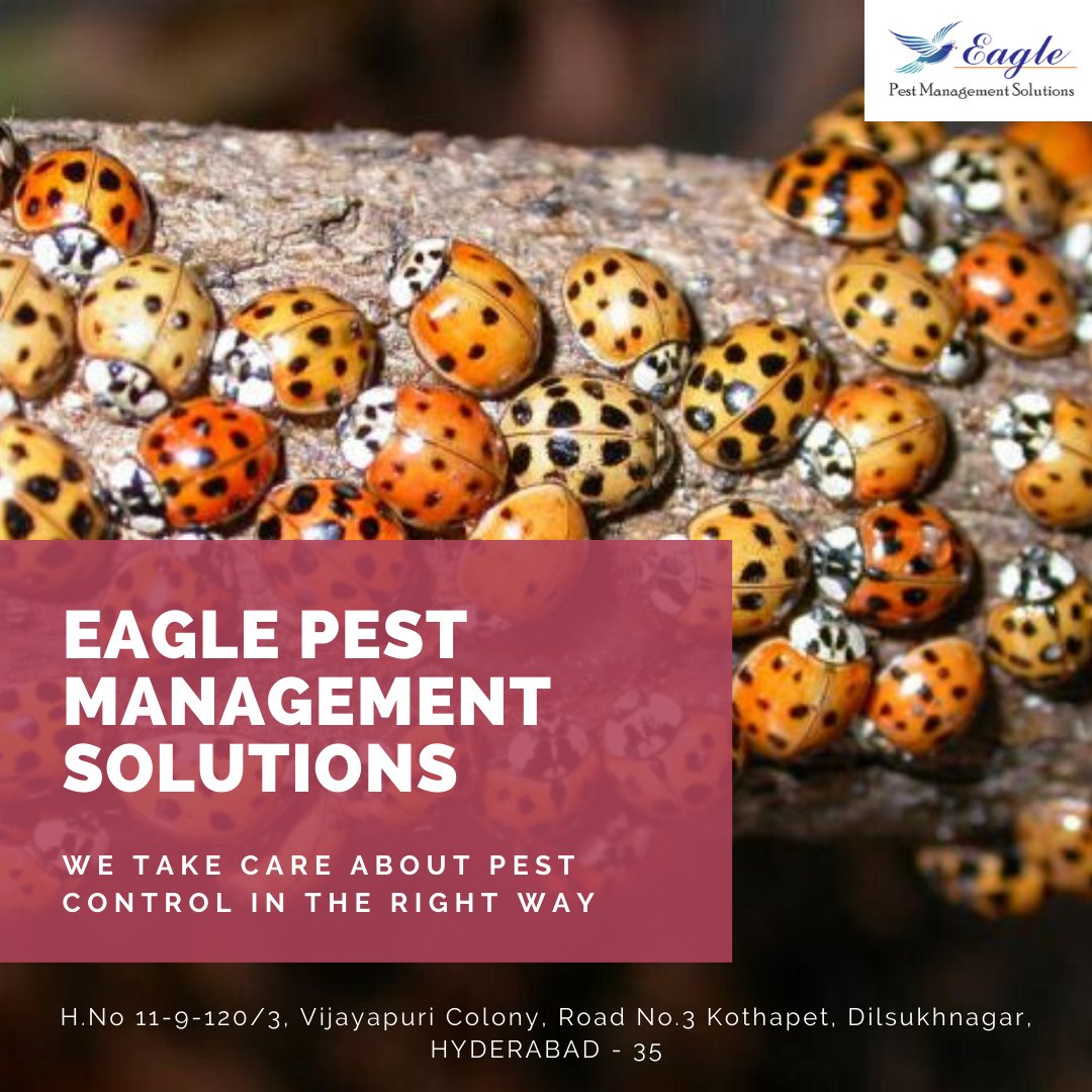 Eagle Pest Management Solutions (eagle_pest_ctrl) Twitter