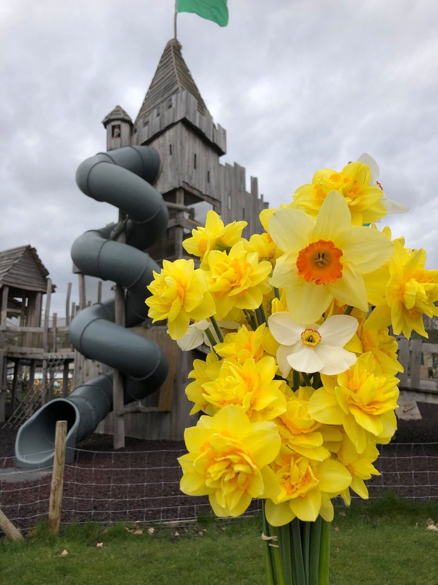wheelgatepark's tweet photo. 🌼 **Free daffodils for NHS staff 💙 and key workers** 🌼

Whilst the park is closed we have thousands of daffodils flowering and no one to enjoy them. 

As a gesture of our appreciation for everyone who is working hard on the frontline to keep us all safe, fed and well... https://t.co/xZfqy7LVpO
