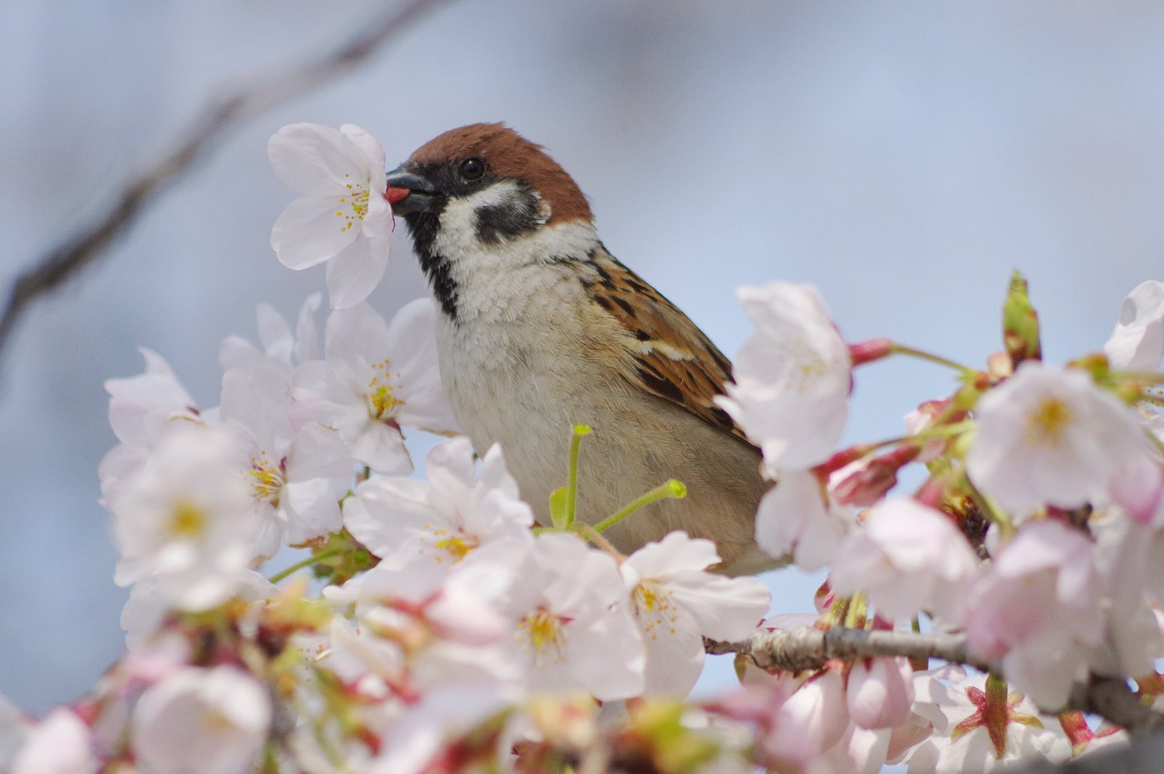 中野さとる En Twitter 桜の花が甘くておいしいのよね 雀 スズメ すずめ Sparrow 鳥 小鳥 野鳥 Bird 桜 さくら T Co Cs9wai0zrq Twitter