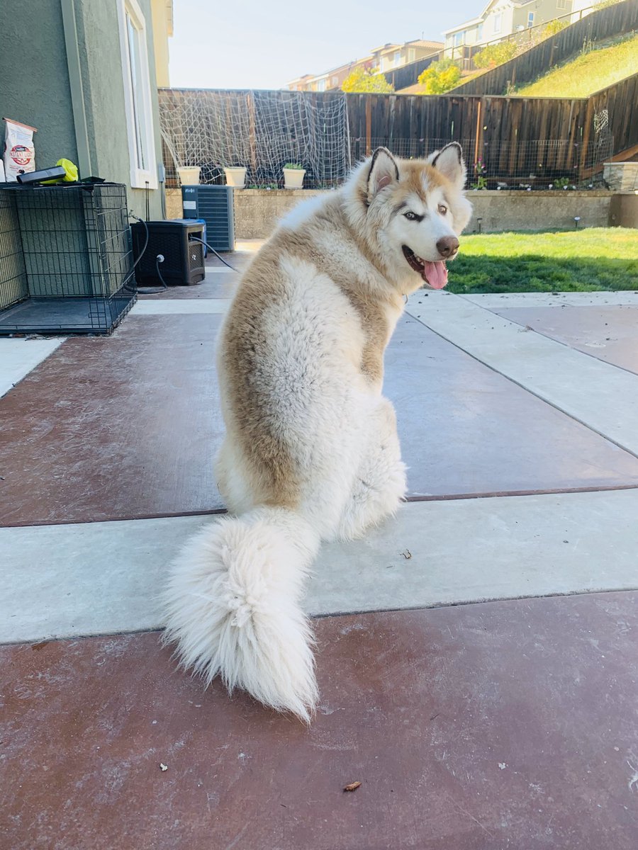 DaVinciValentno's tweet photo. TGIF! (7 months old)
On Instagram @
DaVinci.Valentino
#Malamutes #BigDogs #AlaskanMalamutes #NorthernBreed #PackLife
#AnimalLover #NorthernBreeds
#SnowBreed #SnowBreeds
#Floof #AlaskanMalamute
#Malamutes #HugeDogs #FluffyDogs #PuppyLove
#AlaskanMalamutePuppy https://t.co/kjvpmDHUr4