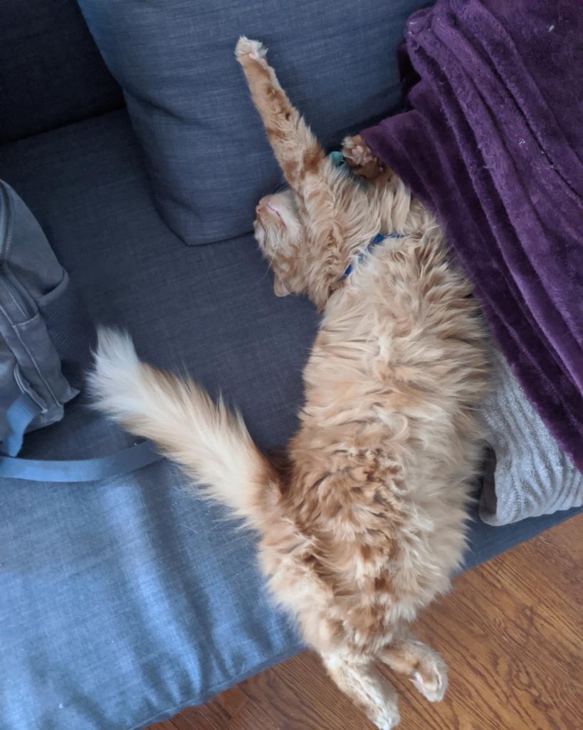 jjmetzger's tweet photo. @WSU_COM Koopa is a #Detroit original. He was a stray kitten than ran up to me when I yelled 'hey cat!'
+5 charisma stat, so he knows he's a charmer.
Must go on daily walkies to survey his lands in a harness and leash
Blanket hog
#CatsofTwitter #CatsofComm https://t.co/psAIGr2aev