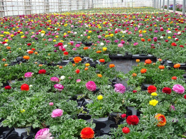 ChLambert_FICT's tweet photo. Les #Horticulteurs ont du 💚 ‼️
Terriblement impactés par les mesures de #confinement  #COVID19 les horticulteurs de 🇫🇷 donnent massivement leurs #fleurs pour embellir les cimetières.
Bravo @fnphp_officiel @FrancoisFlx 
Tellement symbolique au moment où la 🇫🇷pleure ses morts. https://t.co/SIym1iYL8v