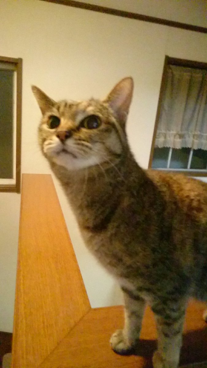Iq3 On Twitter 首が伸びる猫と伸びてない猫