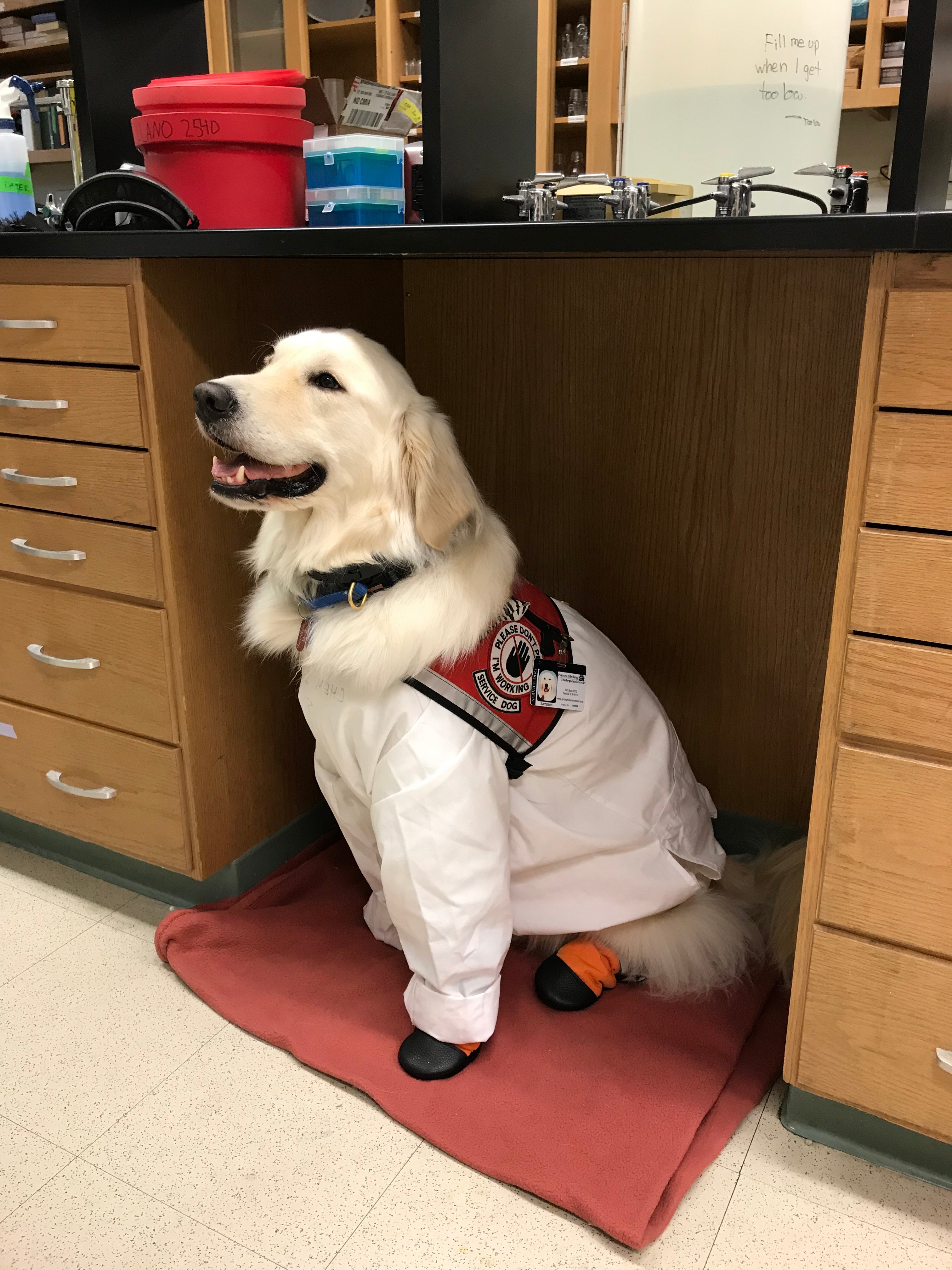 Very Good Service Dog Wears PPE to be Allowed as Scientist's Lab