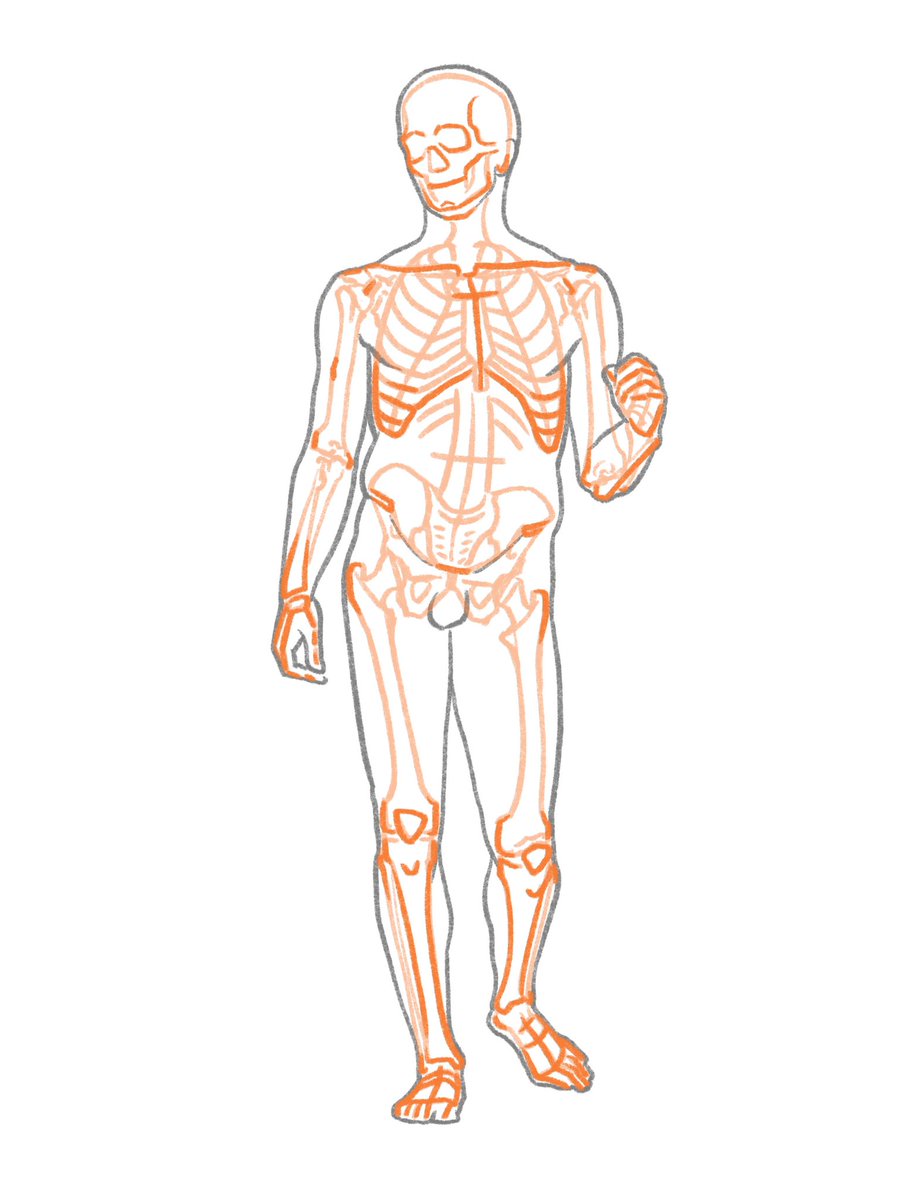 伊豆の美術解剖学者 より簡易な骨格の模式図 頭蓋は卵円形 胸郭は紡錘形 骨盤はバケツ形とそれらの間をつなぐ脊柱 腕や足の骨は長軸で捉える